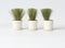 Plant in a Box - Stipa tenuifolia 'Pony Tails' - Set van 3 Stipa 'ponytail' grassen - Verdergras - Pot 9cm - Hoogte 20-30cm