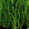 Ap-lilaeop.novea-zealandia 5 cm pot