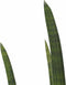 Sansevieria Cylindrica rocket met Elho brussels black ↨ 60cm - hoge kwaliteit planten