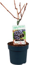 Goed & Groen - Blauwe druif 'Vitis Regent' -↨ 70cm - Potmaat 21cm - Kwaliteit Planten - Tuin Plant - Tuinplantenplanten - Sfeer