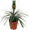 Kamerplant - Ananas Corona single