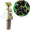 Doornloze braam Triple Crown (Rubus fruticosus )