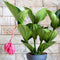 Plant in a Box - Medinilla Magnifica 'Lambada' - Kamerplant - ⌀14cm - Hoogte 40-50cm