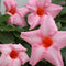 Plant in a Box - Dipladenia sanderii - Set van 3 - Roze tuinplanten - Pot 9cm - Hoogte 25-40cm