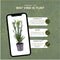 Plants by Frank | 1 strekkende meter Venijnboom haag | 6x Taxus media Groenland Ø12 cm - 20 cm| winterharde haagplanten | Groenblijvende haag | Tuinplanten | Planten