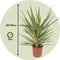 Plant in a Box - Yucca elephantipes 'Jewel' - XL Yucca Jewel - Palm - Pot 21cm - Hoogte 60-70cm