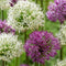 Plant in a Box - Alliumbollen - Set van 15 - Allium 'Purple, 'White' - Bloembollen - Paars