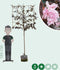Rode Japanse sierkers leiboom 180 cm | Prunus serrulata 'Royal Burgundy' 180 cm| Bomenbezorgd.nl