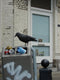 Vogelverschrikker Kraai 39 x 12.5 x 11.5 - Levensecht - Duivenschrik