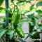 Peperzaden en Paprikazaden Pakket - 14 Soorten - Groentezaden - Peper Zaden - Paprika Zaden - Jalapeno Zaden - Moestuinzaden - Groentezaden Moestuin - Organifer