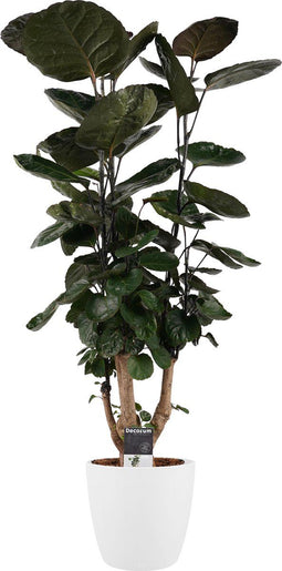 Polyscias Fabian met Elho Brussels Round pot White ↨ 120cm - hoge kwaliteit planten