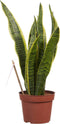 Sanseveria, vrouwentong - Set van 3 - Fachjan - Groene Plant- Hoogte 40 cm