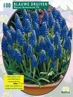 2 stuks - Baltus - Muscari Armeniacum, Blauw per 100