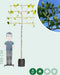 Leiplataan 220 cm | Platanus hispanica 14-18 cm 220 cm| Bomenbezorgd.nl