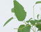 Plant in a Box - Eucalyptus 'Citriodora' - Eucalyptusstruik - ⌀19cm - Hoogte 35 cm - Citroengeur - Tegen muggen