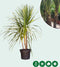Cordyline 'Indivisa' - meerstammig |