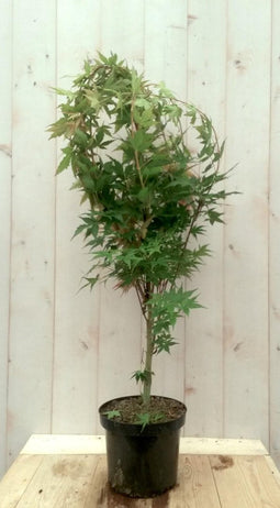 Japanse esdoorn groen groot blad 90 cm struikje