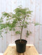 Japanse esdoorn groen smal blad struikje 90 cm