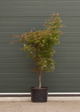 Japanse esdoorn Osakazuki Acer palmatum Osakazuki h 137,5 cm