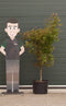 Japanse esdoorn Osakazuki Acer palmatum Osakazuki h 137,5 cm