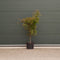 Japanse esdoorn Osakazuki Acer palmatum Osakazuki h 162,5 cm