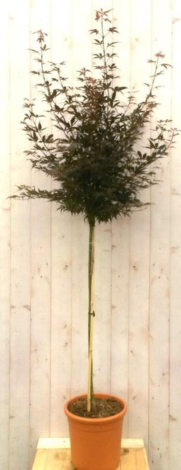 Japanse esdoorn rood blad stamhoogte 100 cm
