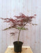 Japanse esdoorn rood smal blad struikje 90 cm