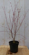 Japanse Esdorn Rood