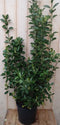 Japanse kardinaalsmuts Euonymus donkergroen