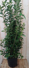 Japanse kardinaalsmuts Euonymus donkergroen