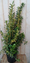 Japanse kardinaalsmuts Euonymus geelbont