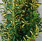 Japanse kardinaalsmuts Euonymus geelbont