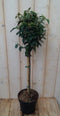 Japanse kardinaalsmuts Euonymus 'Marieke' donkergroen