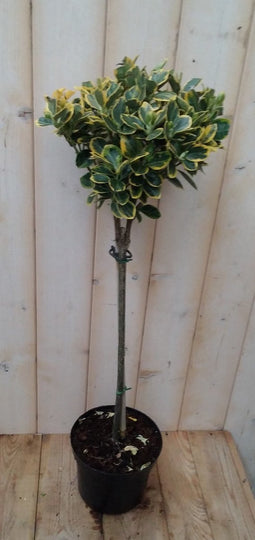 Japanse kardinaalsmuts Euonymus 'Marieke' geelbont
