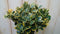 Japanse kardinaalsmuts Euonymus 'Marieke' geelbont