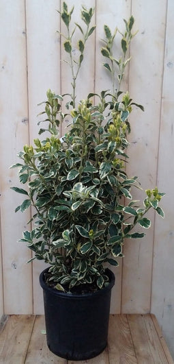 Japanse kardinaalsmuts Euonymus witbont