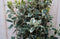 Japanse kardinaalsmuts Euonymus witbont