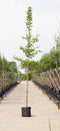 Japanse notenboom | Ginkgo biloba 14-18 cm | Bomenbezorgd.nl