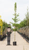 Japanse notenboom | Ginkgo biloba 14-18 cm | Bomenbezorgd.nl