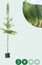 Japanse notenboom | Ginkgo biloba 14-18 cm | Bomenbezorgd.nl
