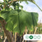 Japanse notenboom | Ginkgo biloba 14-18 cm | Bomenbezorgd.nl