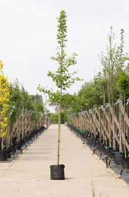 Japanse notenboom Ginkgo biloba h 350 cm st. omtrek 12 cm