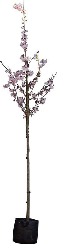 Japanse sierkers Accolade Prunus Accolade h 325 cm st. omtrek 12 cm