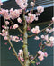 Japanse sierkers Accolade Prunus Accolade h 325 cm st. omtrek 12 cm