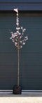 Japanse sierkers Accolade Prunus Accolade h 325 cm st. omtrek 12 cm