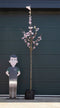 Japanse sierkers Accolade Prunus Accolade h 325 cm st. omtrek 12 cm