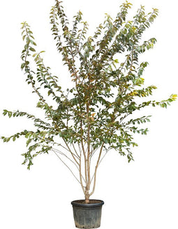 Japanse sierkers autumnalis rosea meerstammig Prunus subh. Autumnal...