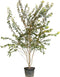 Japanse sierkers autumnalis rosea meerstammig Prunus subh. Autumnal...