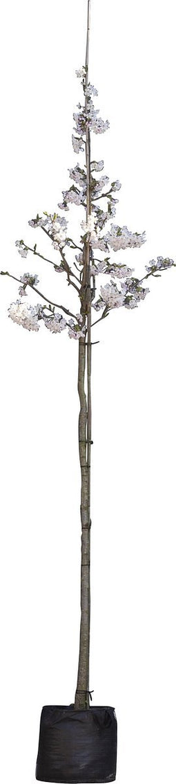 Japanse sierkers 'Yedoensis' | Prunus yedoensis 10-14 cm | Bomenbezorgd.nl