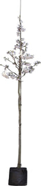 Japanse sierkers 'Yedoensis' | Prunus yedoensis 10-14 cm | Bomenbezorgd.nl
